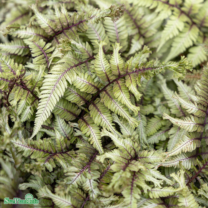 Athyrium niponicum 'Crested Surf' C3
