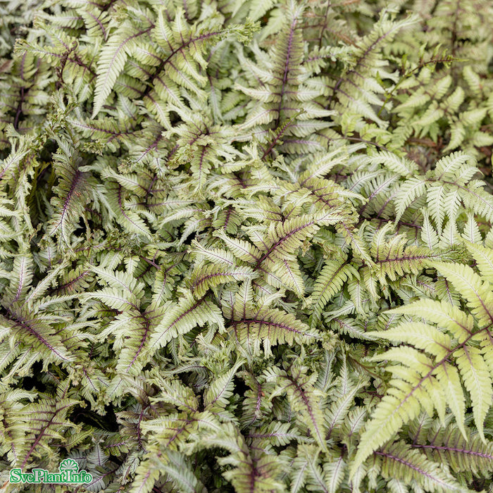 Athyrium niponicum 'Crested Surf' C3