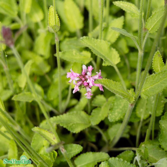 Stachys officinalis 'Pink Cotton Candy' A-kval