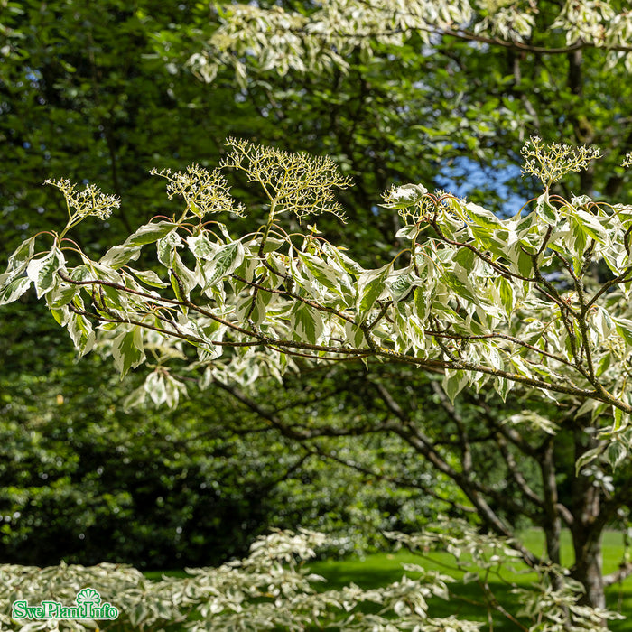 Cornus controversa 'Variegata' Solitär C35 125-150cm