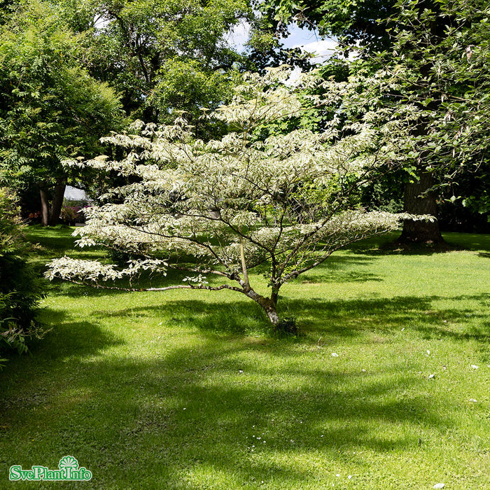 Cornus controversa 'Variegata' Solitär C10 100-125cm