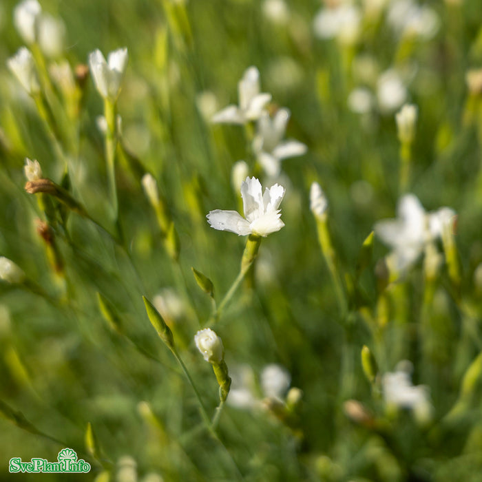 Dianthus deltoides 'Albiflorus' A-kval