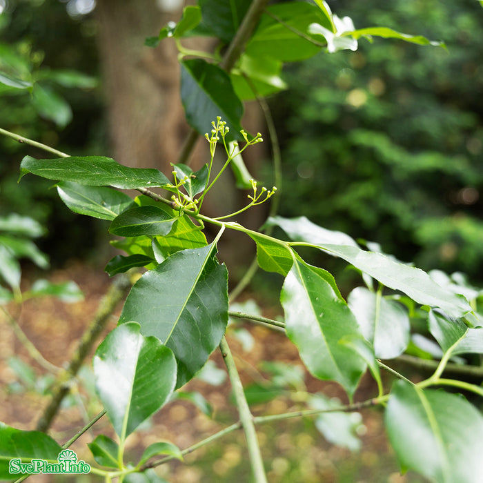 Euonymus grandiflorus 'Ruby Wine' Solitär C18 100-125cm