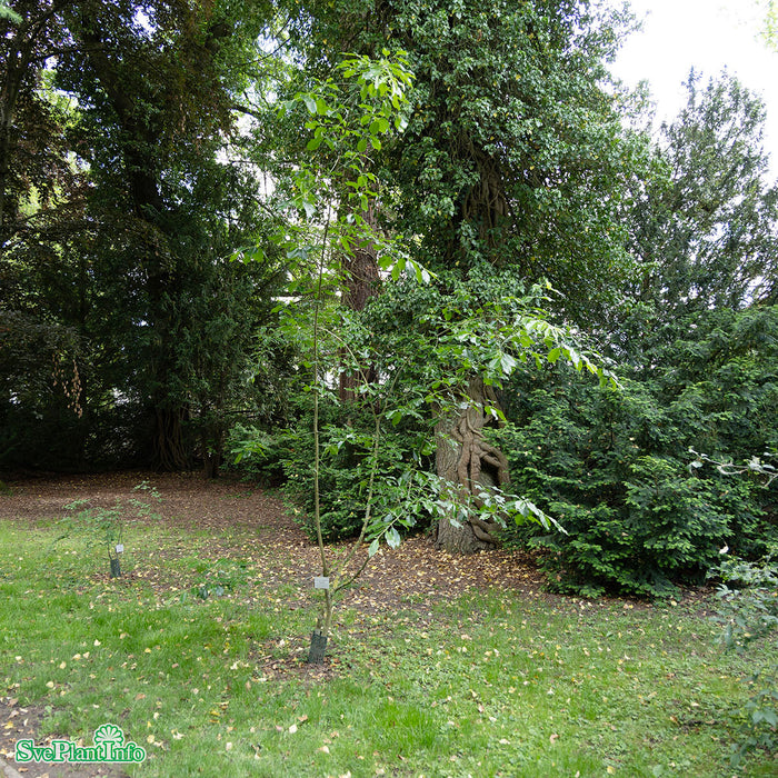 Euonymus grandiflorus 'Ruby Wine' Solitär C18 100-125cm