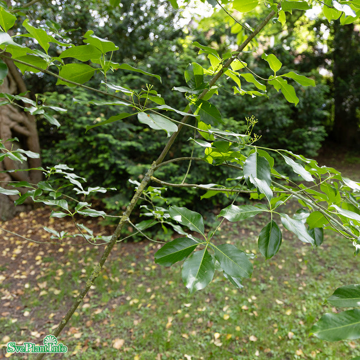 Euonymus grandiflorus 'Ruby Wine' Solitär C18 100-125cm