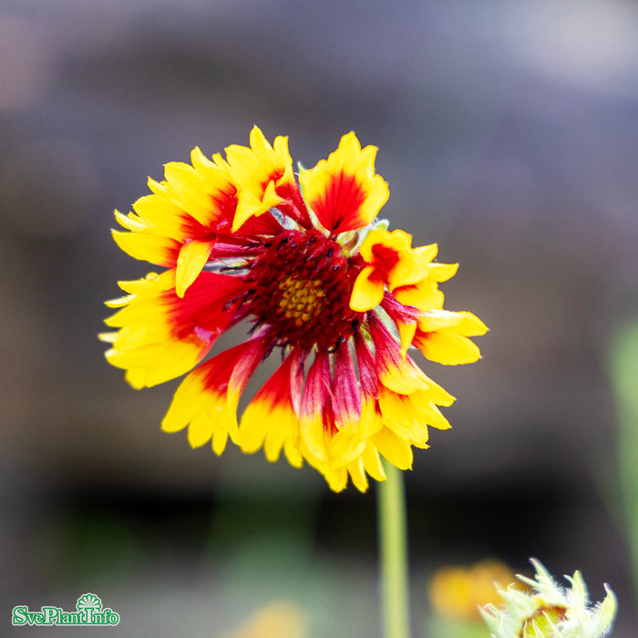 Gaillardia aristata 'Kobold' A-kval