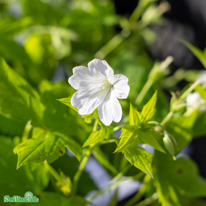 Geranium nodosum 'Silverwood' A-kval