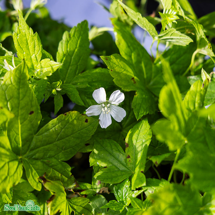 Geranium nodosum 'Silverwood' A-kval