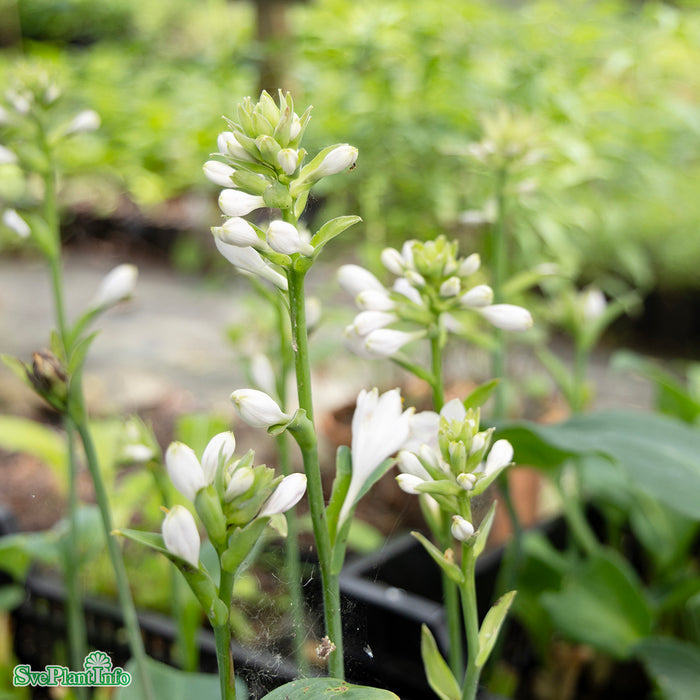 Hosta 'Big Daddy' A-kval