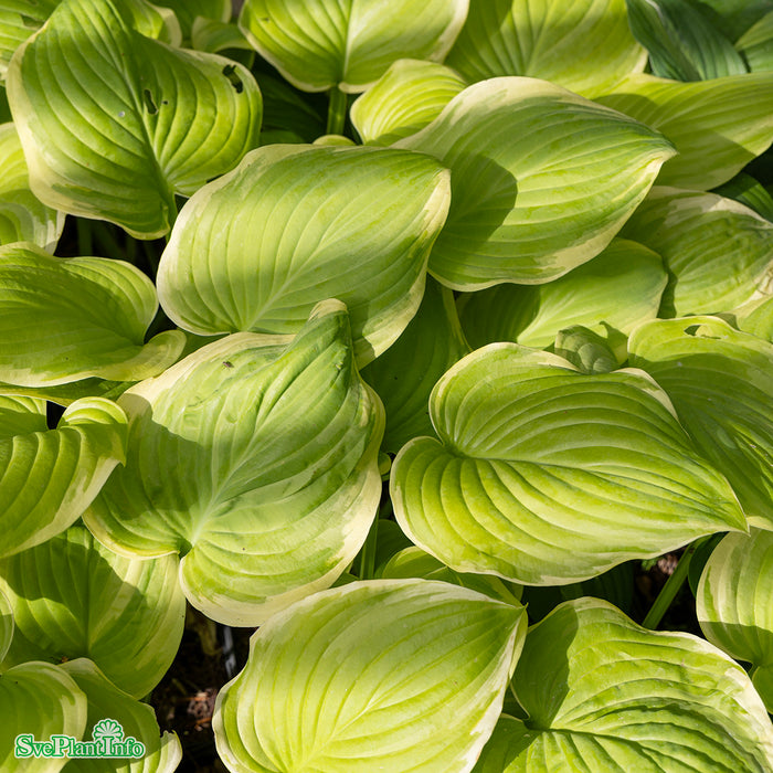 Hosta 'Fragrant Bouquet' A-kval