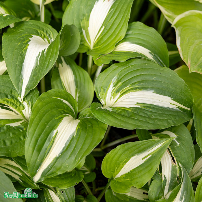 Hosta 'Night Before Christmas' A-kval