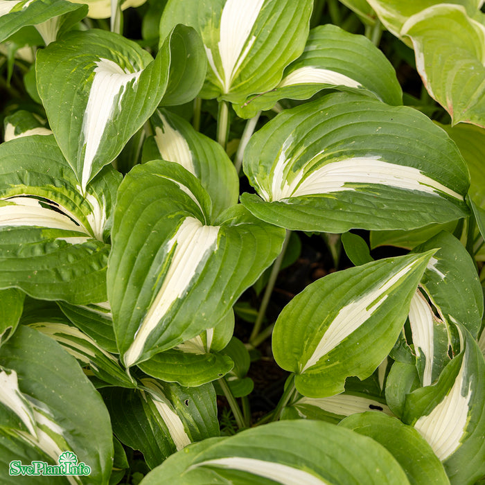 Hosta 'Night Before Christmas' A-kval