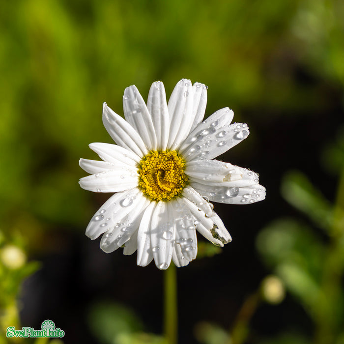 Leucanthemum vulgare A-kval