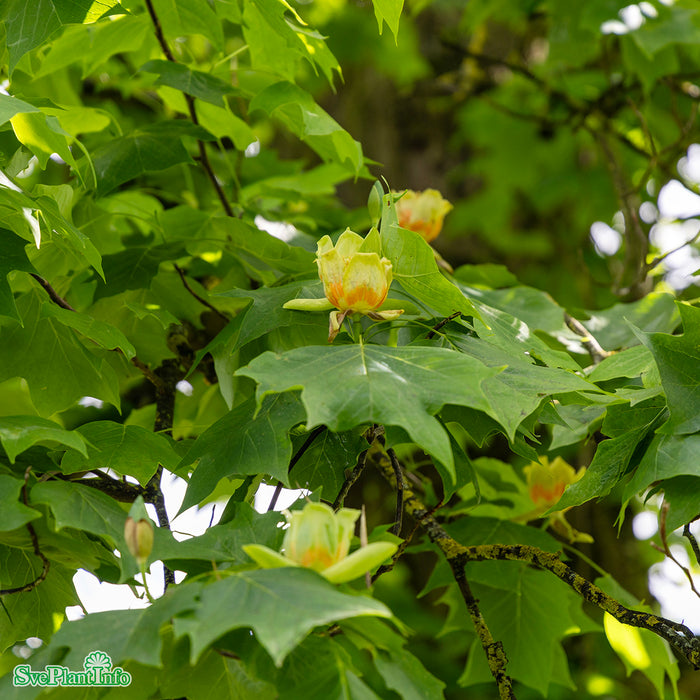 Liriodendron tulipifera Solitär C12 100-125cm