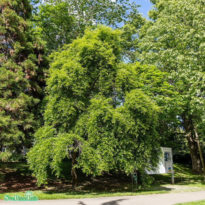 Nyssa sylvatica Solitär Kl 200-250cm