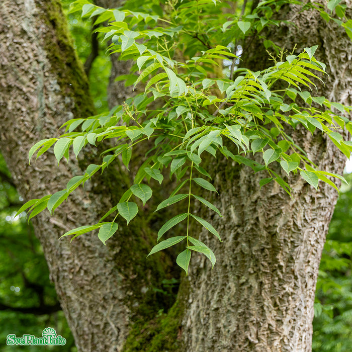 Phellodendron amurense Högstam So 10-12