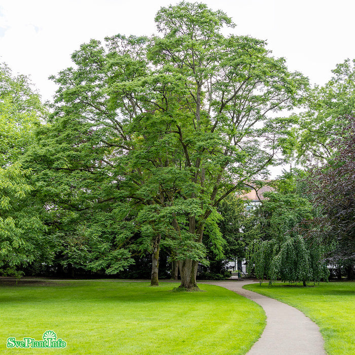 Phellodendron amurense Högstam So 10-12