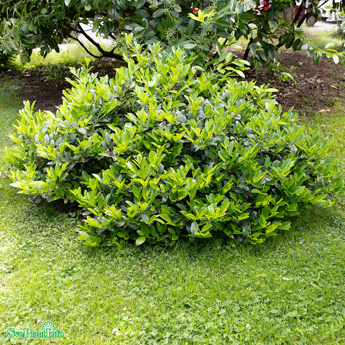 Prunus laurocerasus 'Piri' Busk C5 30-40cm
