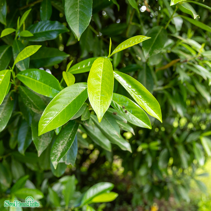 Prunus laurocerasus 'Piri' Busk C5 30-40cm