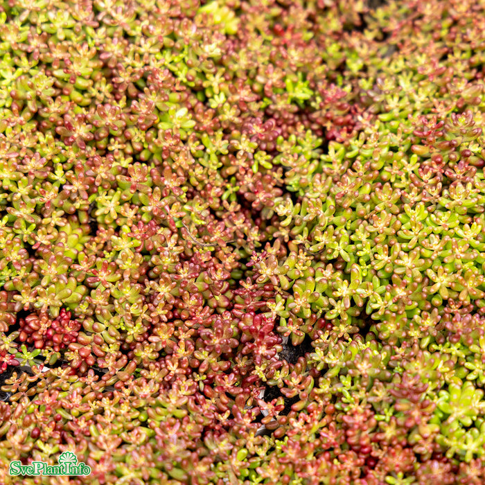 Sedum album 'Coral Carpet' A-kval