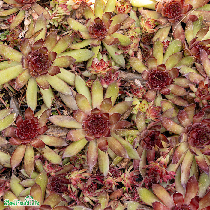 Sempervivum 'Dark Beauty' A-kval