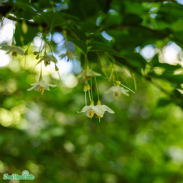 Styrax japonica C12 80-100cm