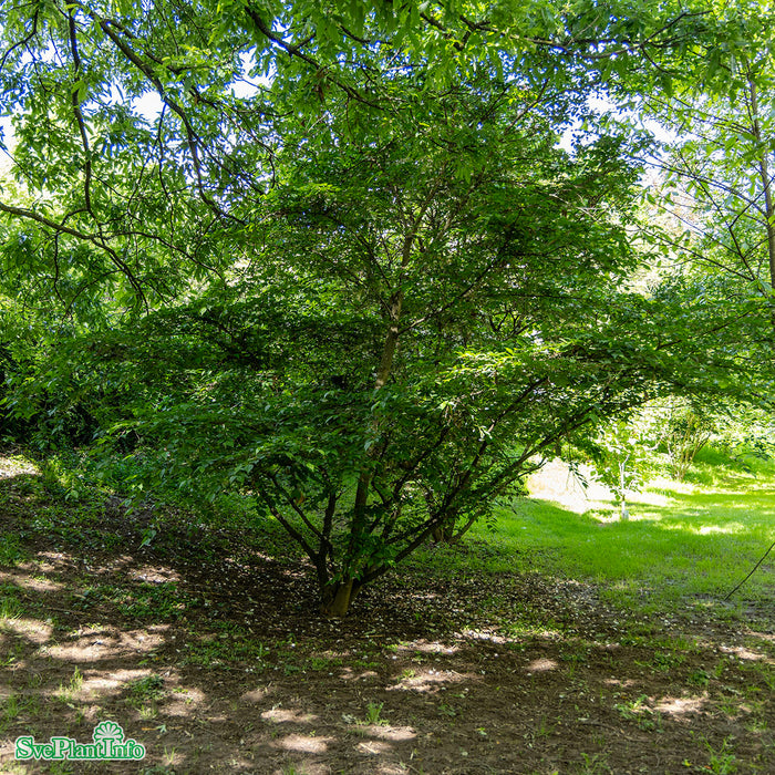 Styrax japonica C12 80-100cm