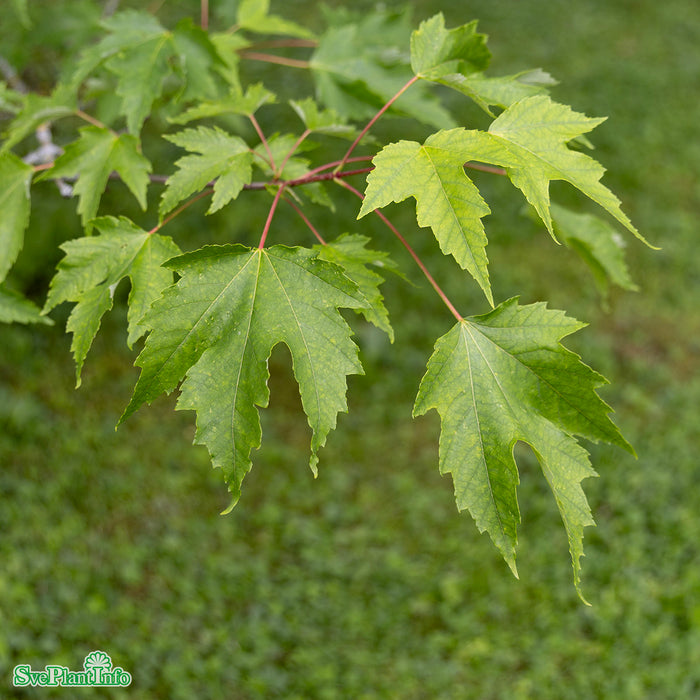 Acer rubrum 'October Glory' Högstam Kl So 10-12