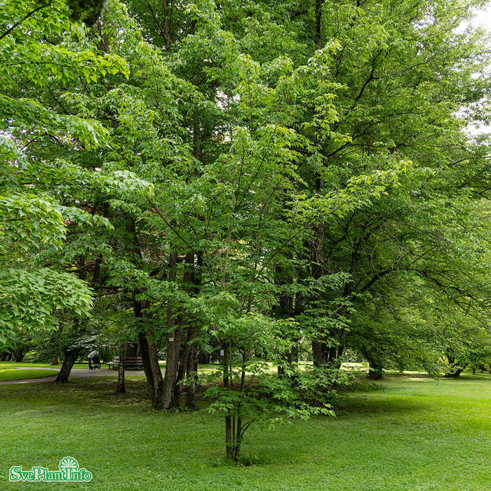 Acer rubrum 'October Glory' Solitär Kl 250-300cm