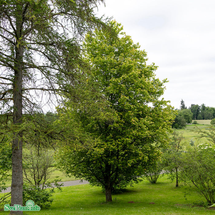 Acer rubrum 'Brandywine' Solitär Kl 250-300cm