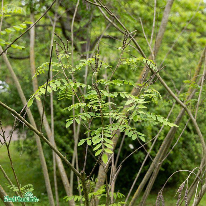 Amorpha fruticosa Busk C3 60-100cm