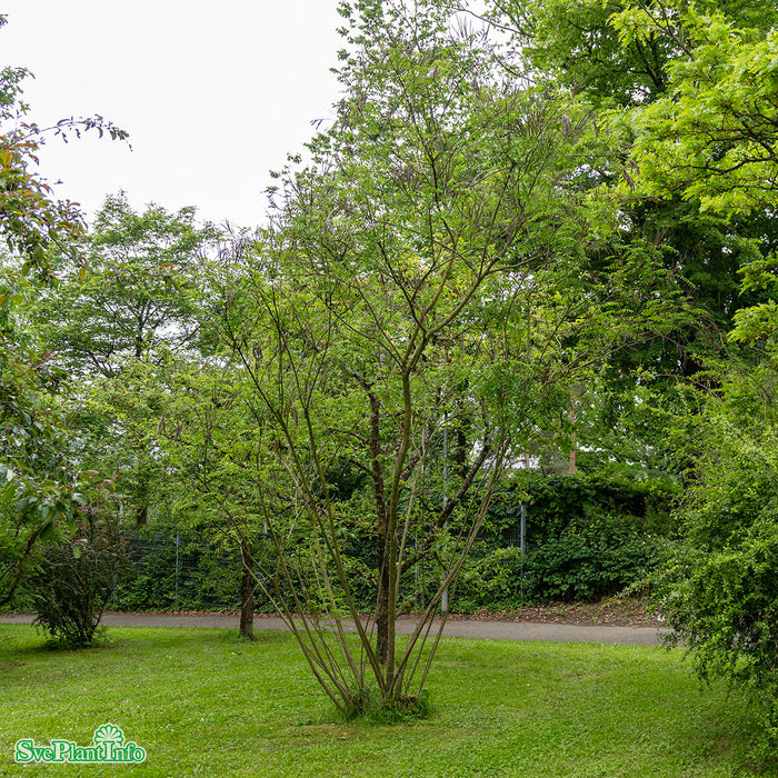 Amorpha fruticosa Busk C3 60-100cm