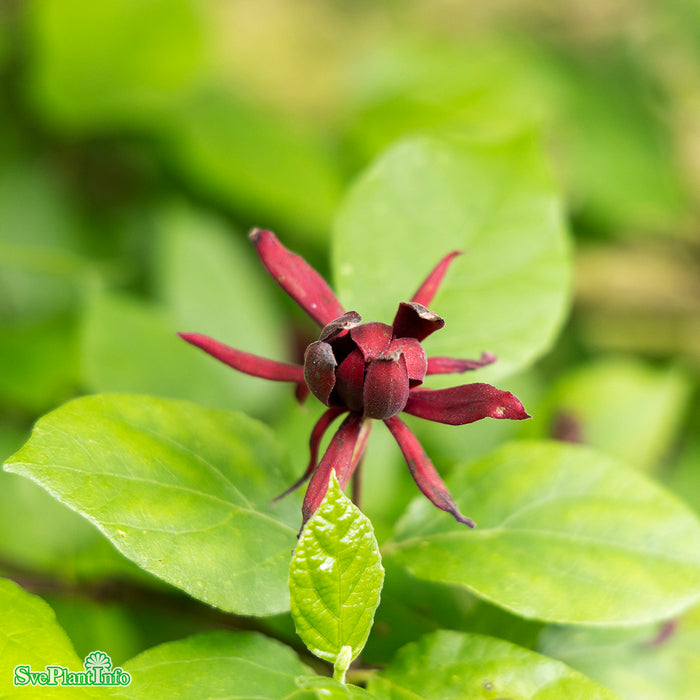 Calycanthus floridus