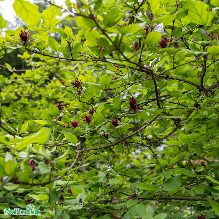Calycanthus floridus