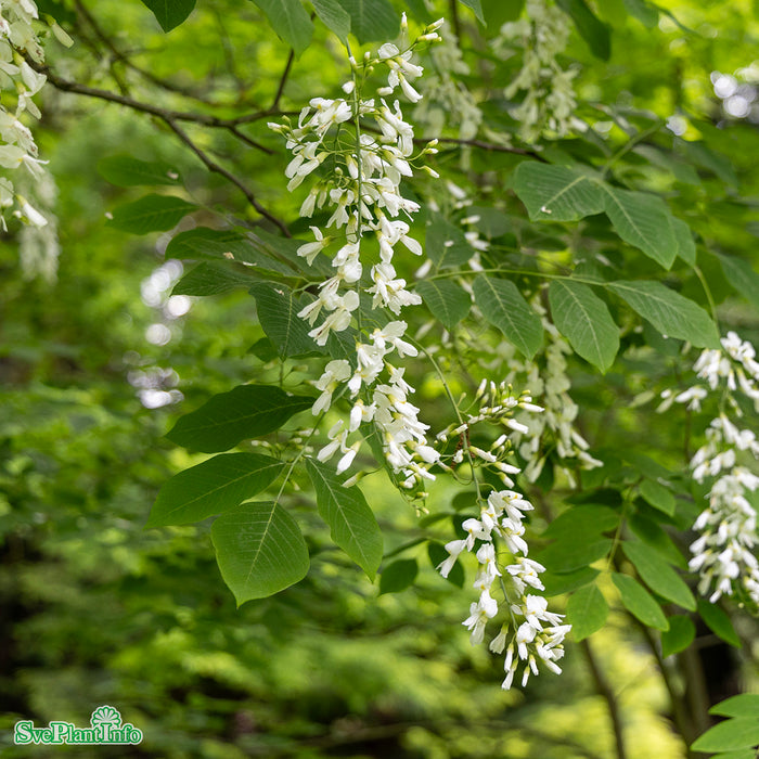 Cladrastis kentukea Ungträd C20 125-150cm