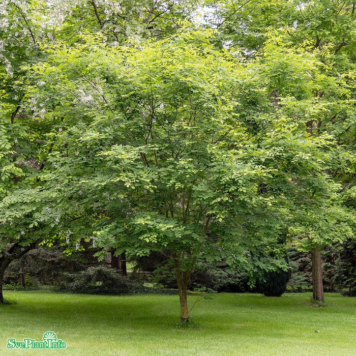 Cladrastis kentukea C10 150-175cm