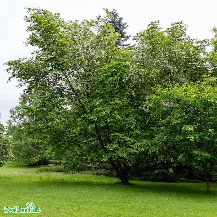 Cladrastis kentukea Solitär C45 175-200cm