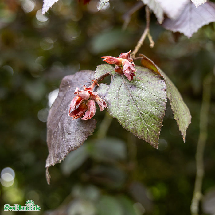 Corylus maxima 'Purpurea' Solitär C12 125-150cm