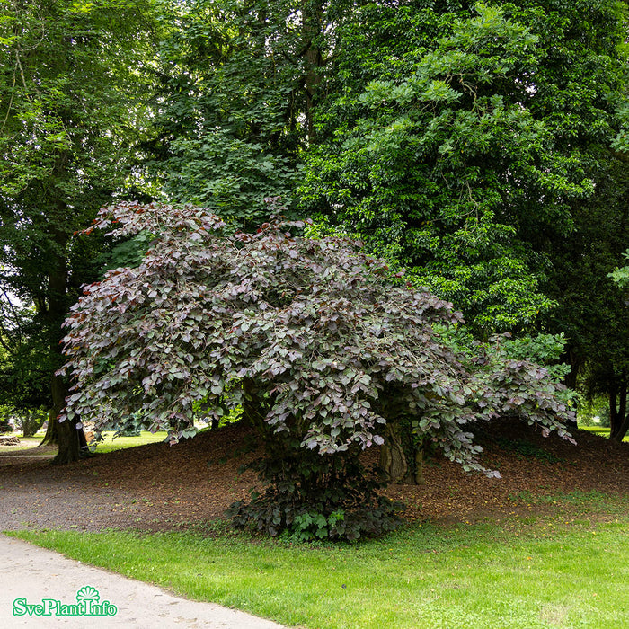 Corylus maxima 'Purpurea' Solitär Kl 150-200cm