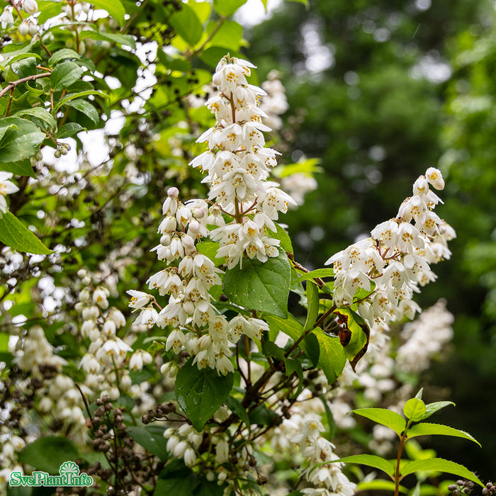 Deutzia scabra 'Plena' Solitär C6,5 60-80cm