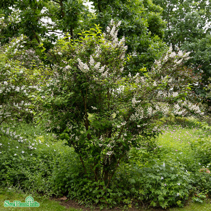 Deutzia scabra 'Plena' Solitär C6,5 60-80cm