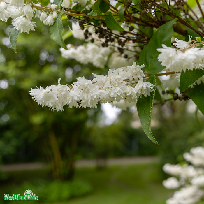 Deutzia x magnifica Solitär C20 150-175cm