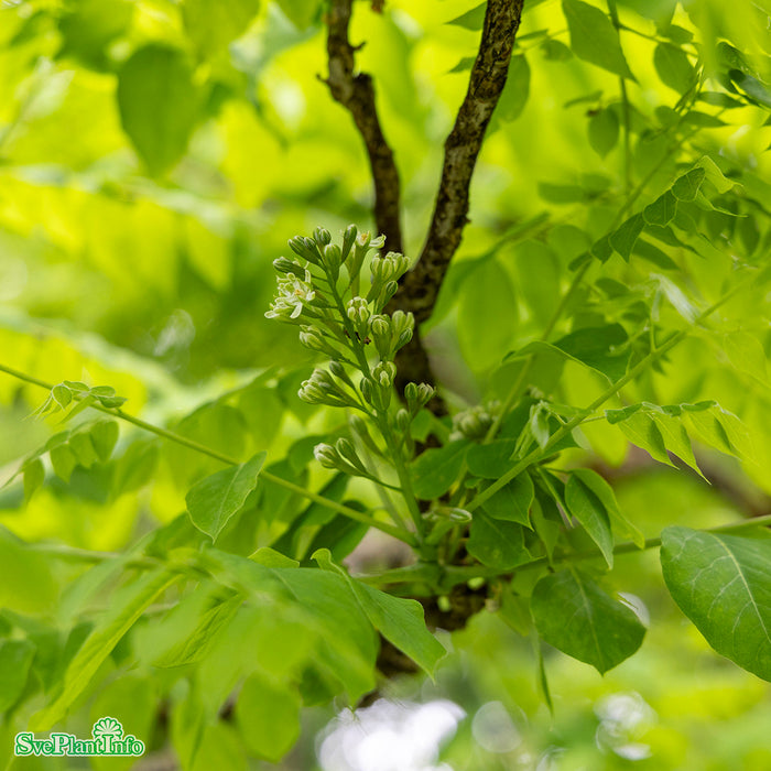 Gymnocladus dioicus Högstam Kl So 8-10