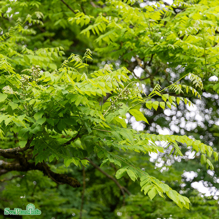 Gymnocladus dioicus Högstam Kl So 8-10