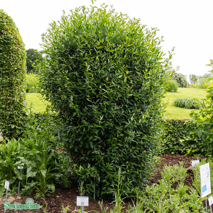 Ligustrum vulgare Solitär C12 80-100cm