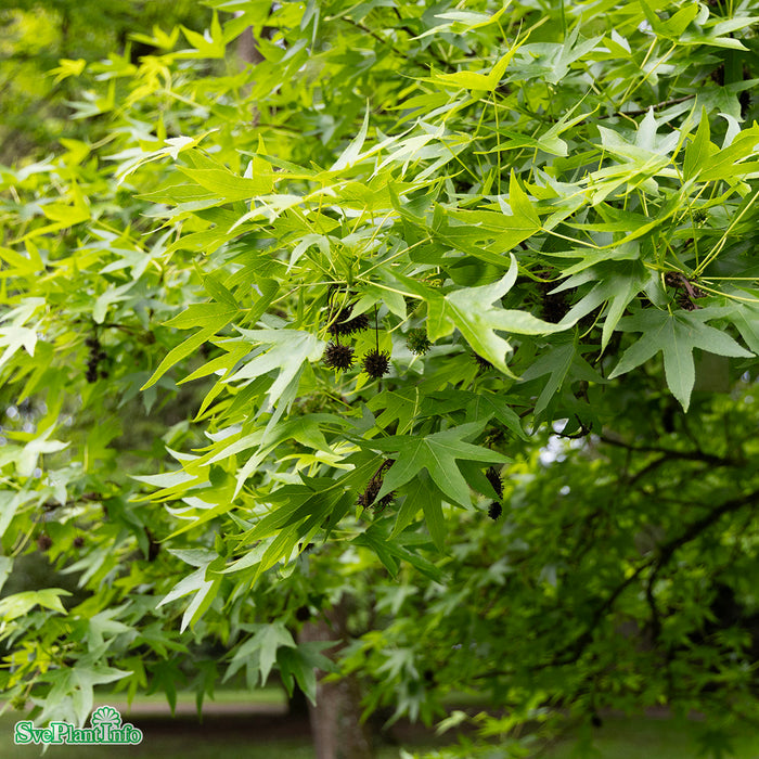 Liquidambar styraciflua 'Worplesdon' Stam 150cm