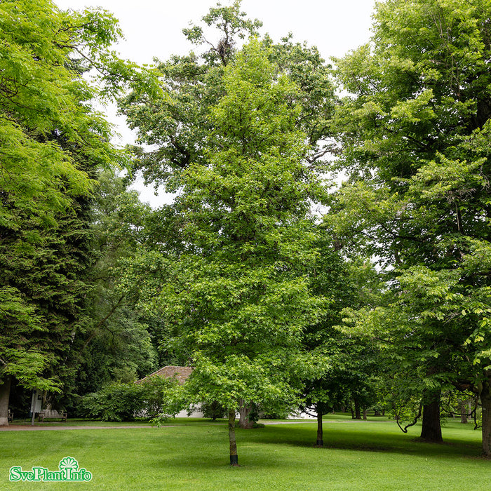 Liquidambar styraciflua 'Worplesdon' Stam 150cm