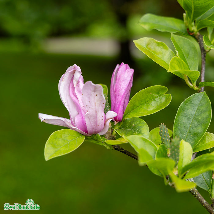Magnolia (Liliiflora) 'George Henry Kern' Solitär Kl 125-150cm