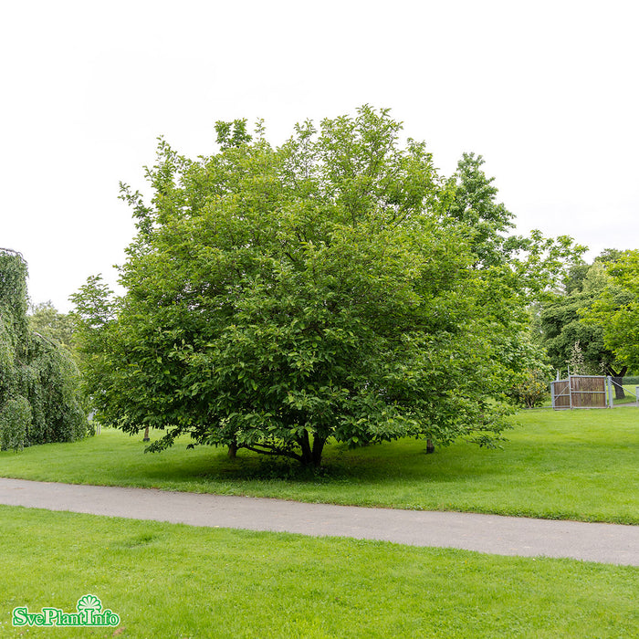 Magnolia (Liliiflora) 'Heaven Scent' Högstam C35 So 6-8