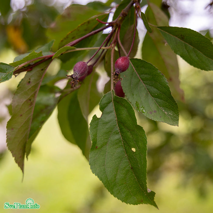 Malus 'Rudolph' Stam 90-110 Co